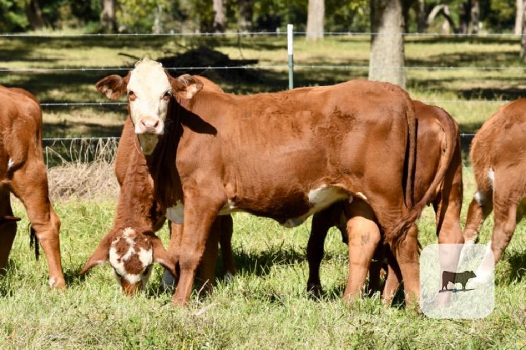 Cattle Range Listing Photo