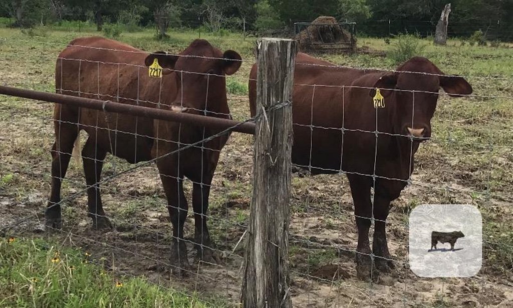 Cattle Range Listing Photo