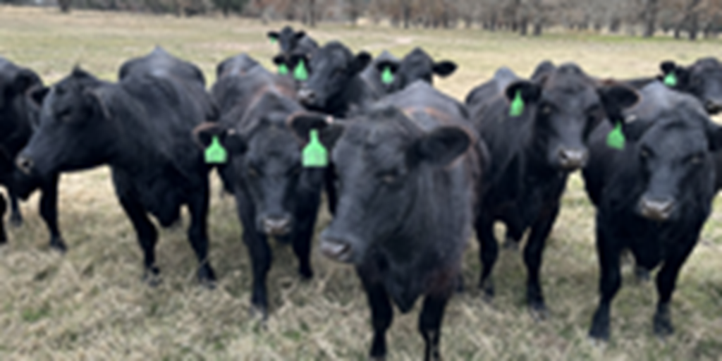 35 Angus Plus Bred Heifers... Central TX