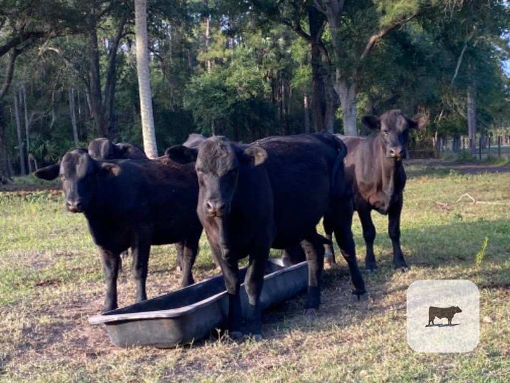 Cattle Range Listing Photo