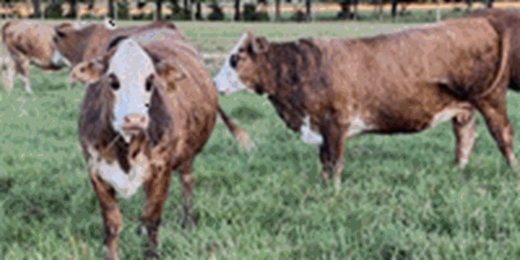 150 F1 Braford & Tigerstripe Bred Heifers... Southwest MS