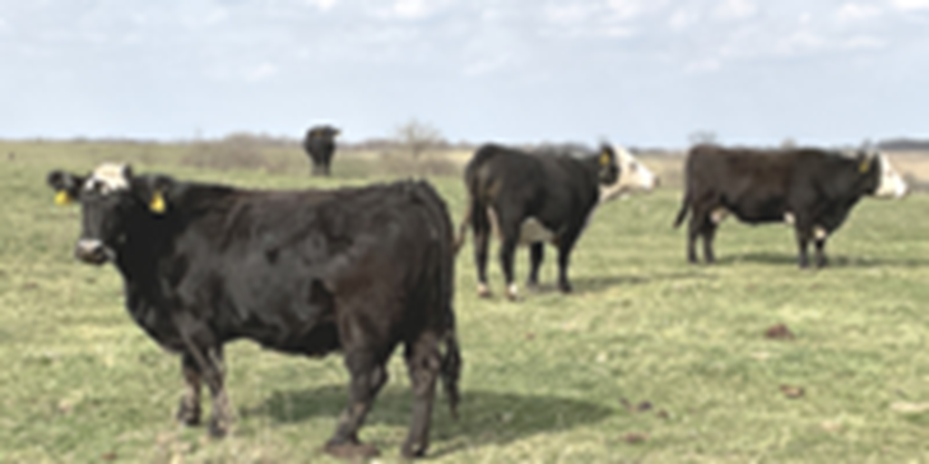 42 Angus & Black Baldy Cows... Southwest MO