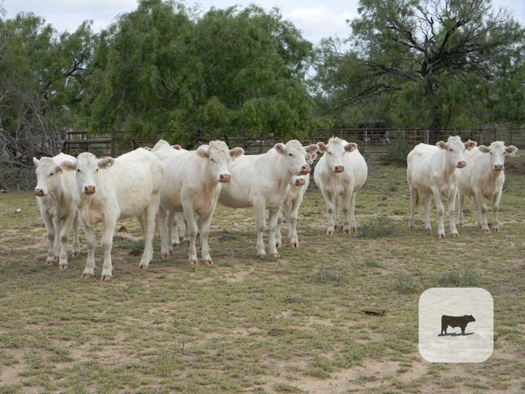 Cattle Range Listing Photo