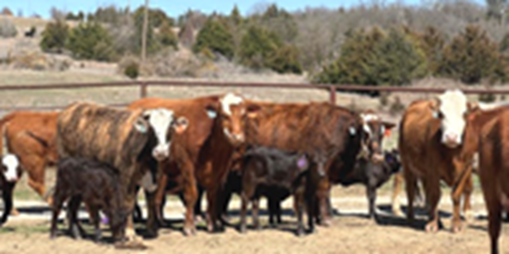 70 Hereford Cross 1st-Calf Heifers w/ 42+ Calves... Northeast OK