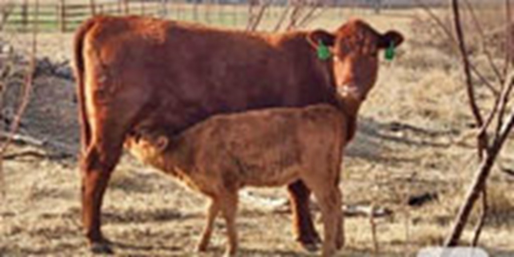 26 Red Angus 1st-Calf Pairs... Southwest OK