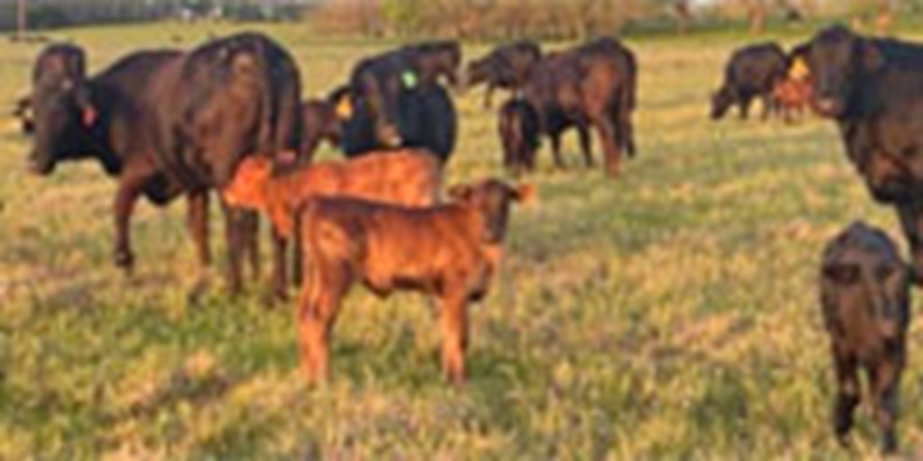 15 F1 Brangus 1st-Calf Heifers w/ 12+ Calves... Central AL