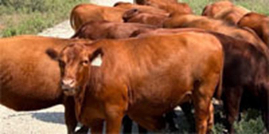 30 Red Angus Bred Heifers... North TX