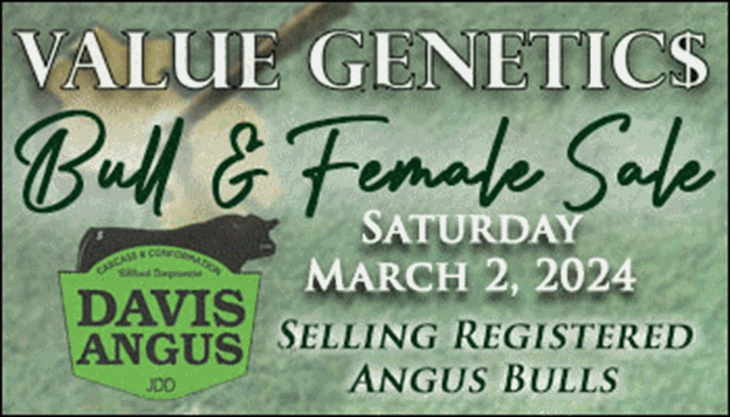 Davis Angus Value Genetics Bull & Female Sale