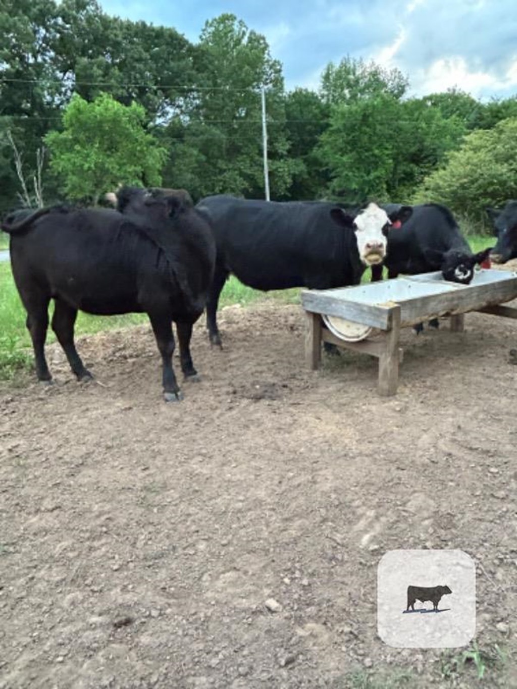 Cattle Range Listing Photo