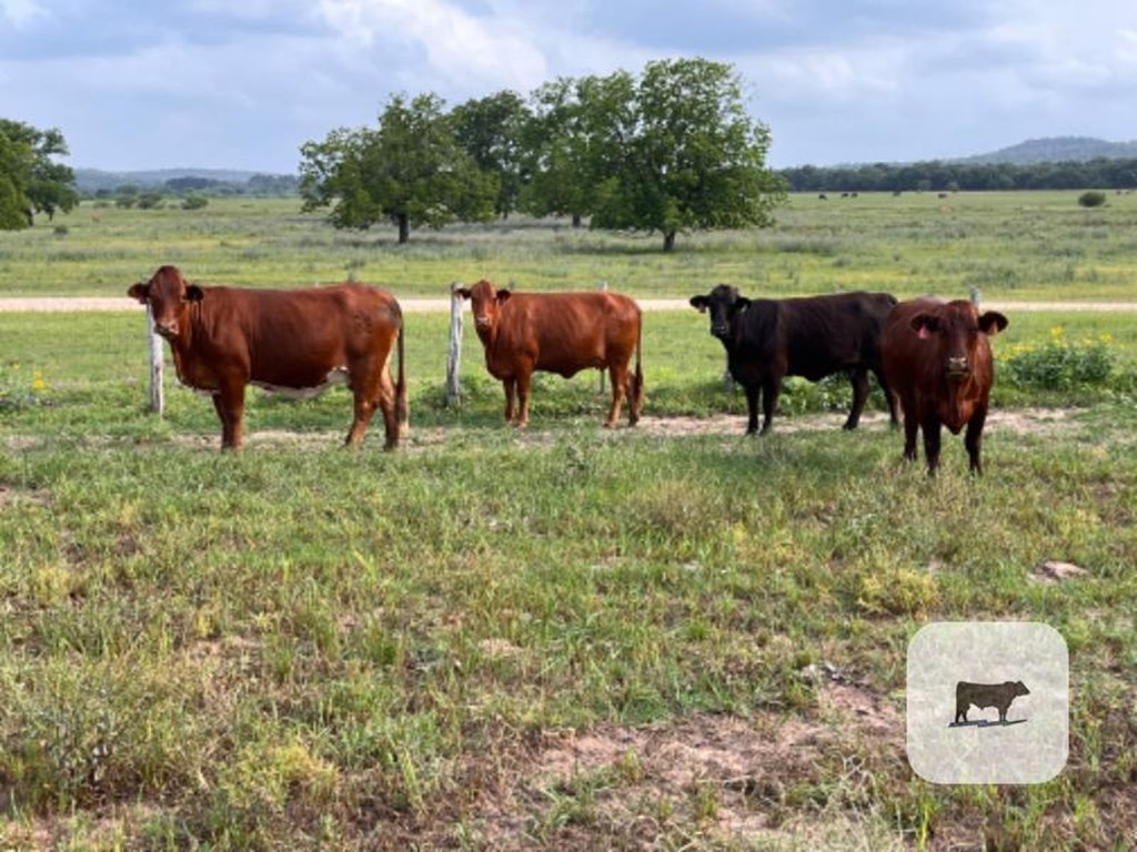 Cattle Range Listing Photo