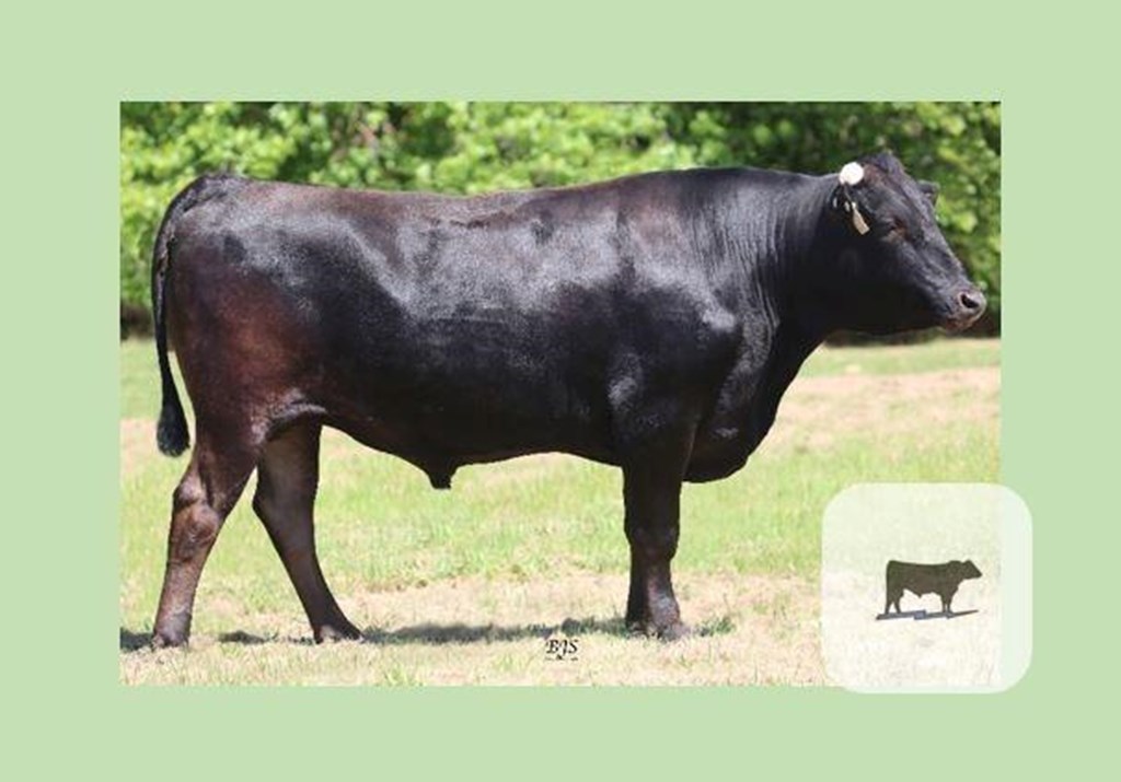 Cattle Range Listing Photo