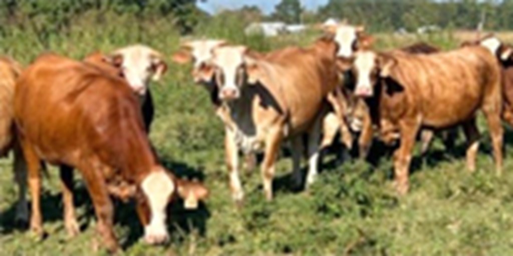 13 Braford & Tigerstripe Bred Heifers... Northwest AR
