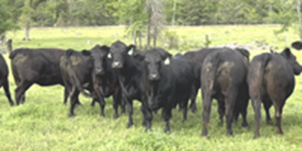 44 Angus Plus Cows... East TX
