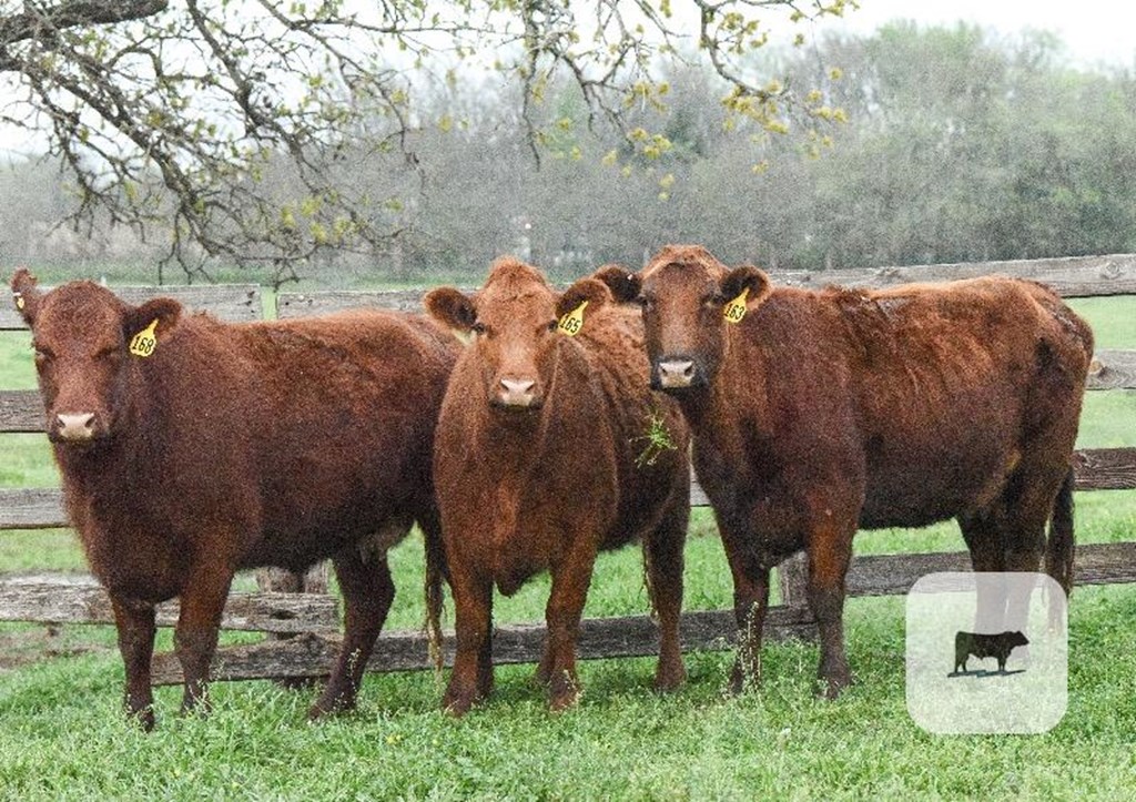 Cattle Range Listing Photo