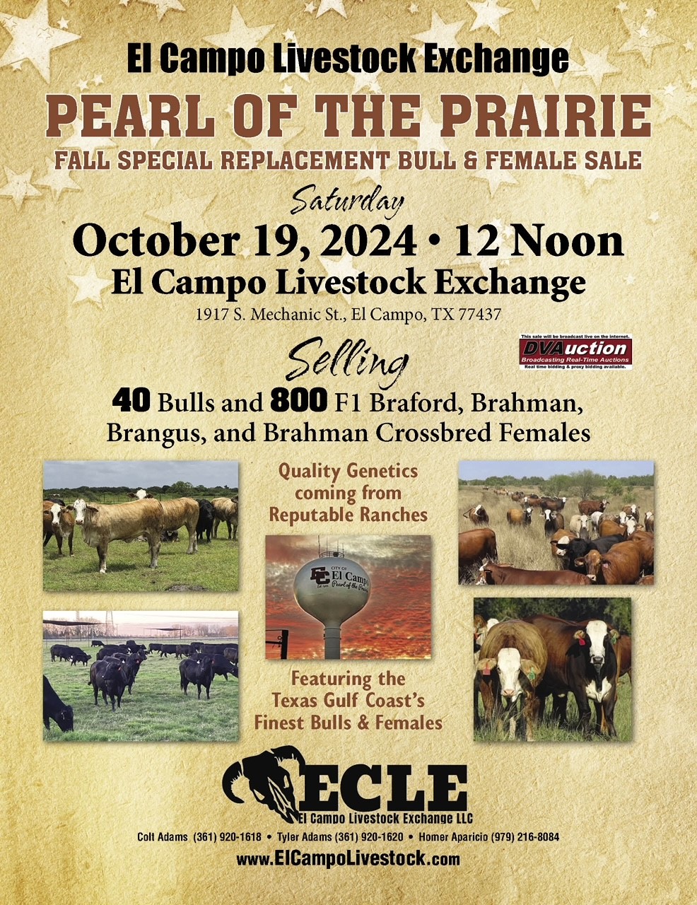 55 Red Angus Bred Heifers... TX Panhandle Cattle Range