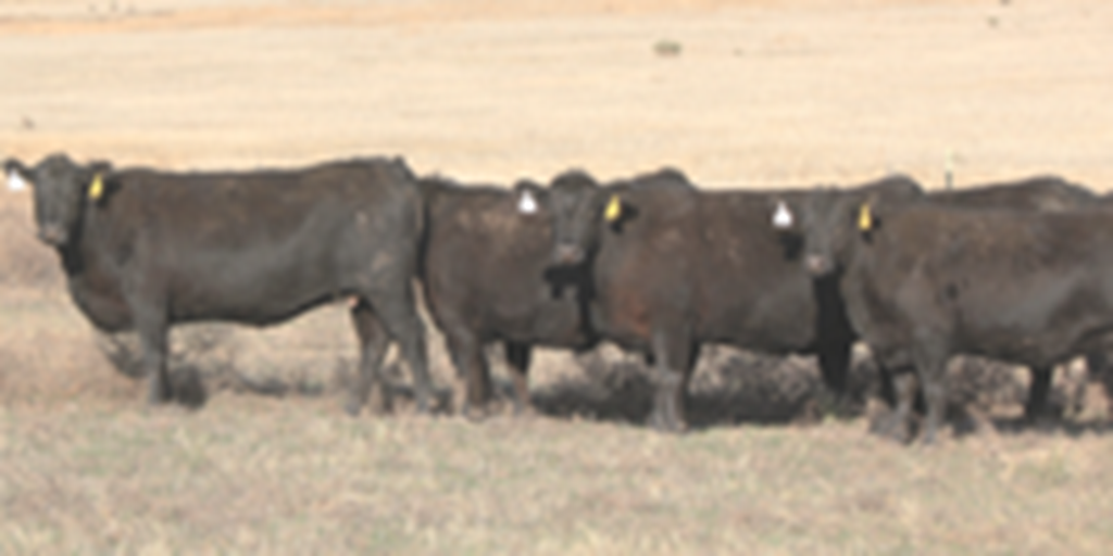 54 Angus & BWF Cows... TX Panhandle