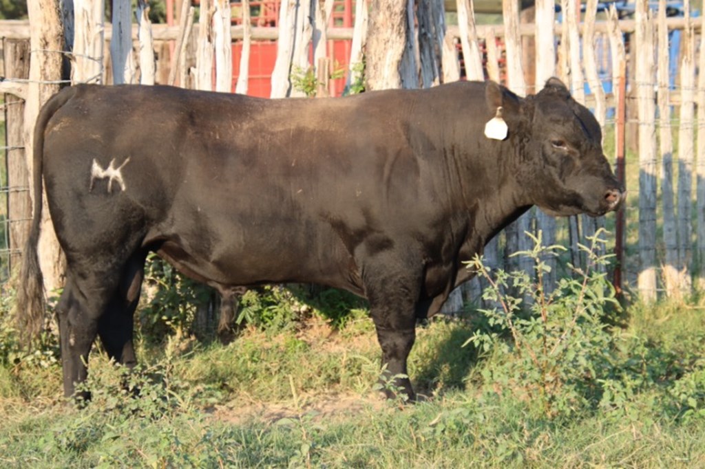 Cattle Range Listing Photo