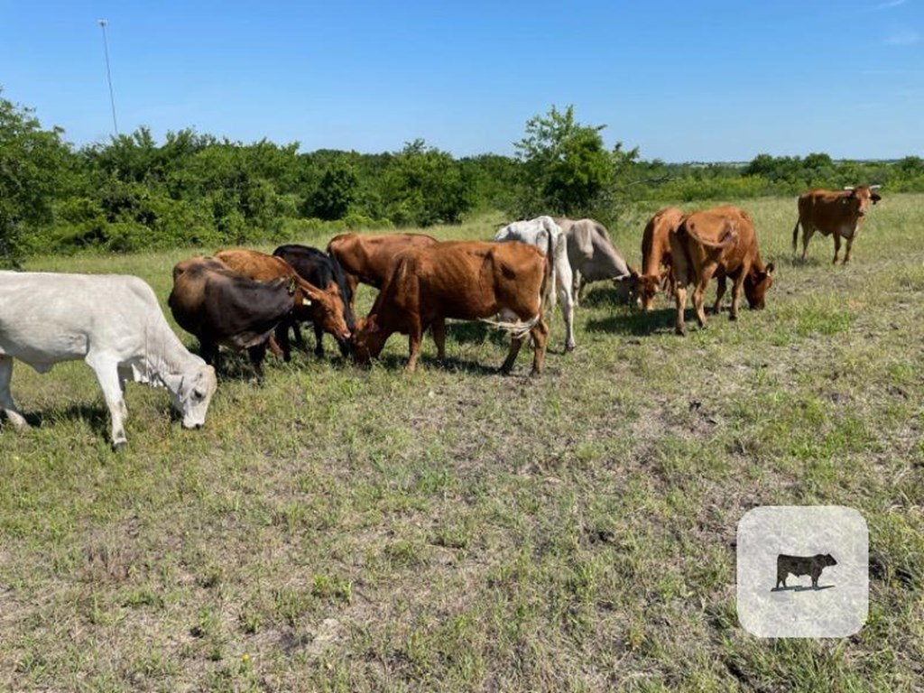 Cattle Range Listing Photo