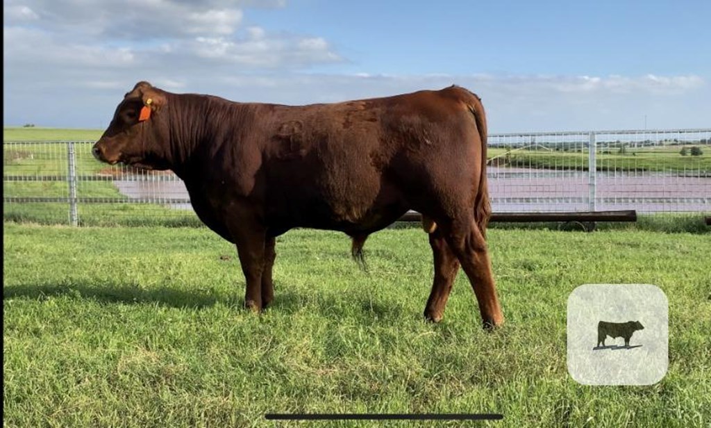 Cattle Range Listing Photo