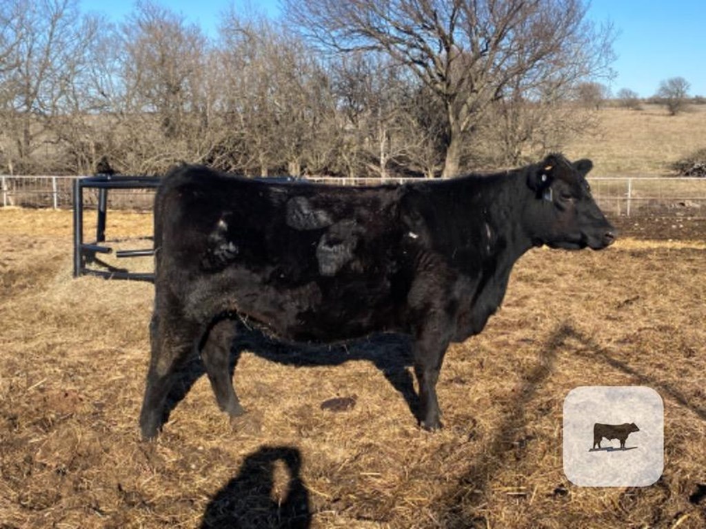 Cattle Range Listing Photo