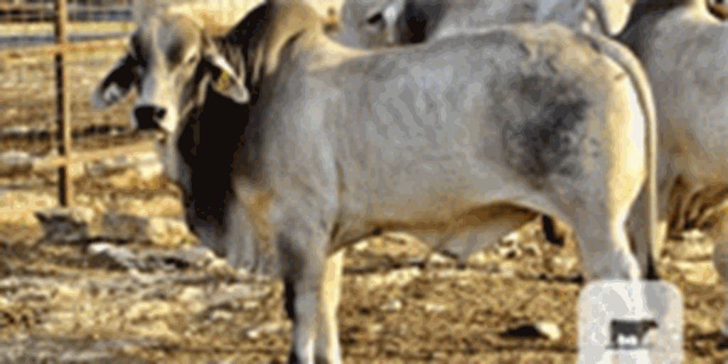 Listings Cattle Range