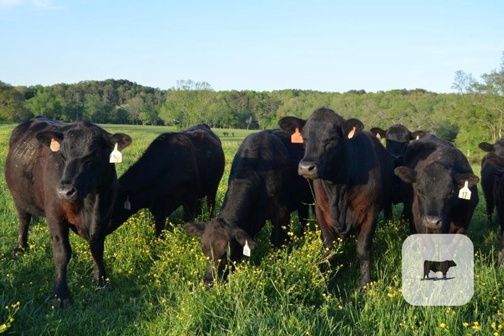 Cattle Range Listing Photo