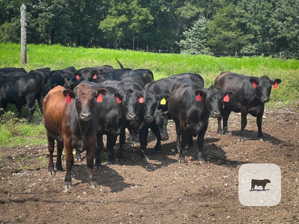 Cattle Range Listing Photo