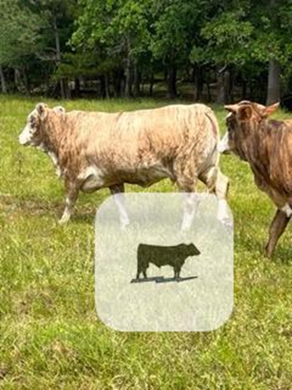 Cattle Range Listing Photo