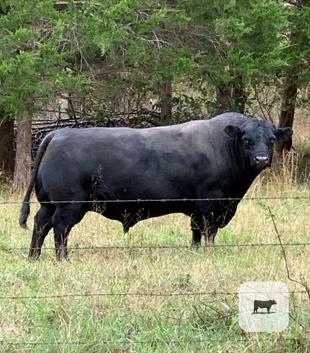 Cattle Range Listing Photo
