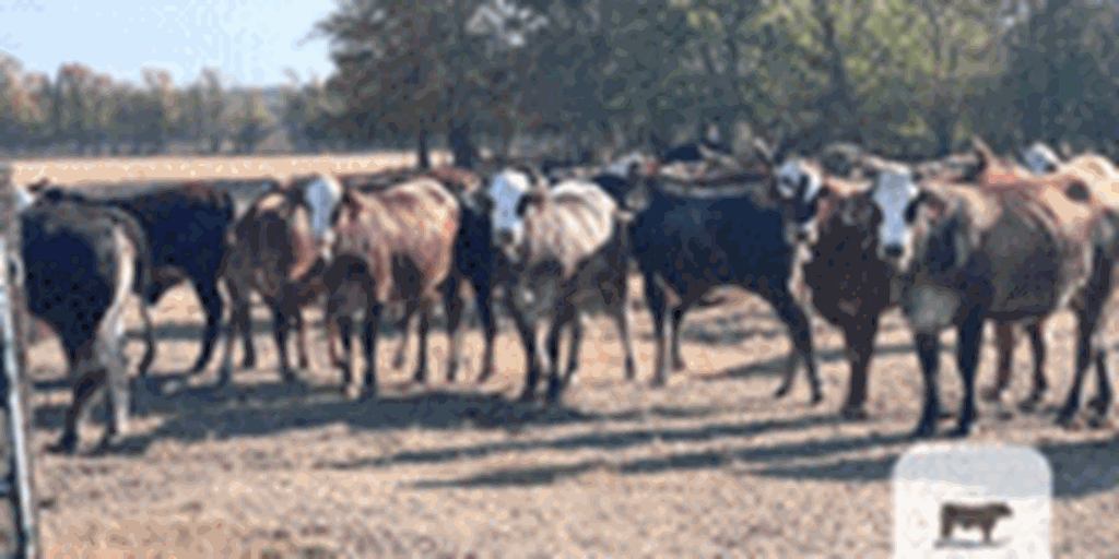 29 F1 Braford/Tigerstripe Bred Heifers... E. Central LA