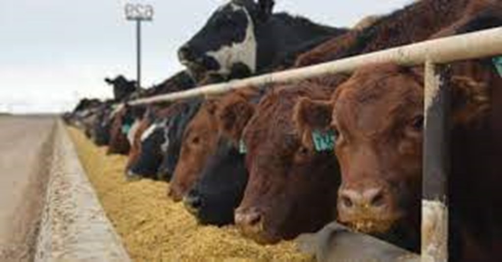 September USDA Cattle on Feed Report