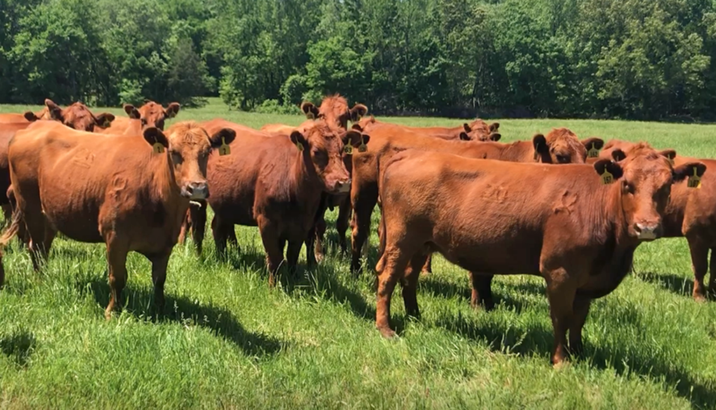 Pasture & Range Conditions as of 6/11/23