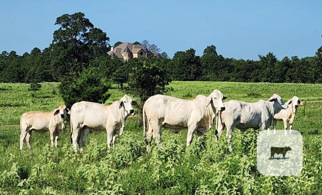 Cattle Range Listing Photo