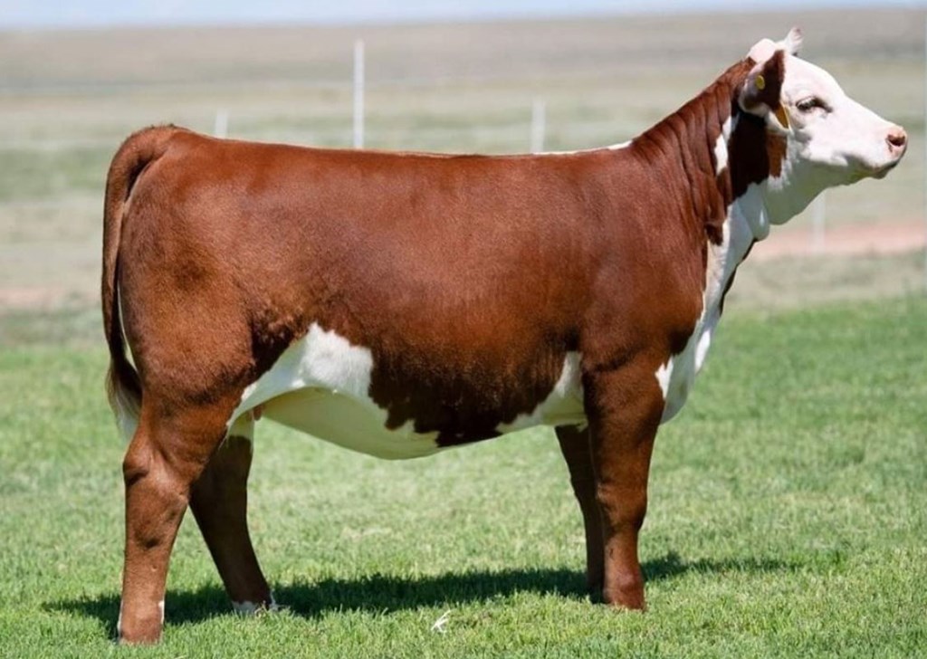 Cattle Range Listing Photo