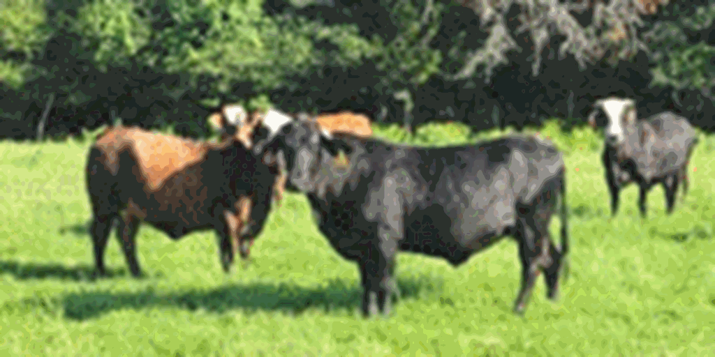 Listings Cattle Range