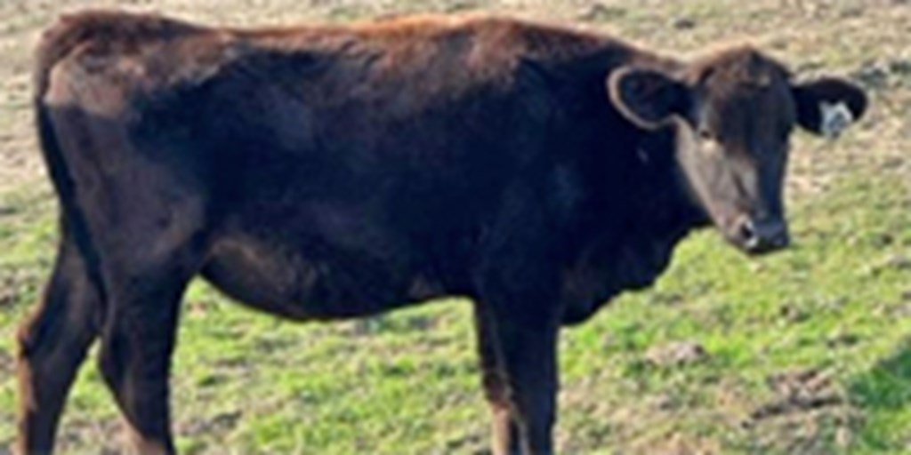 6 Wagyu & Wagyu Cross Rep. Heifers... Central TX