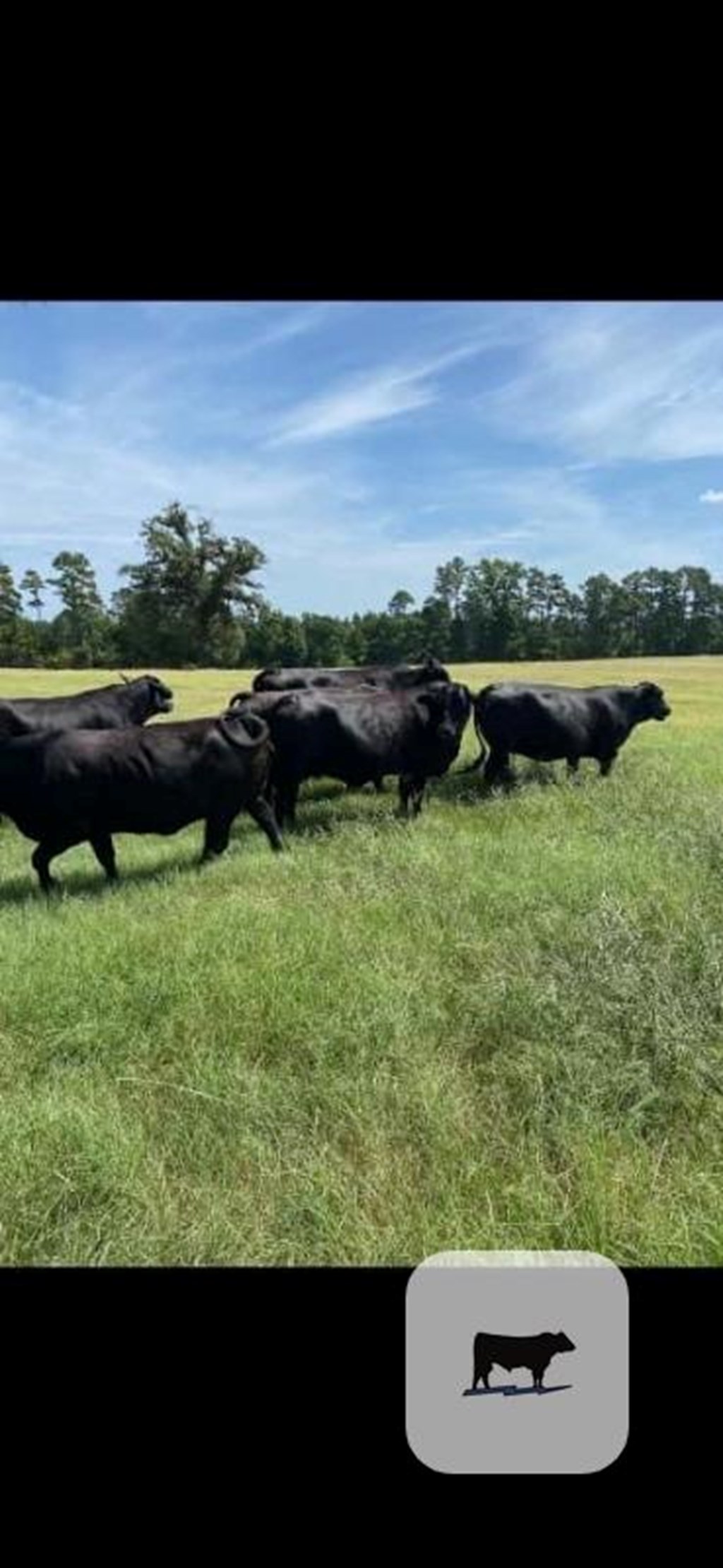 Cattle Range Listing Photo