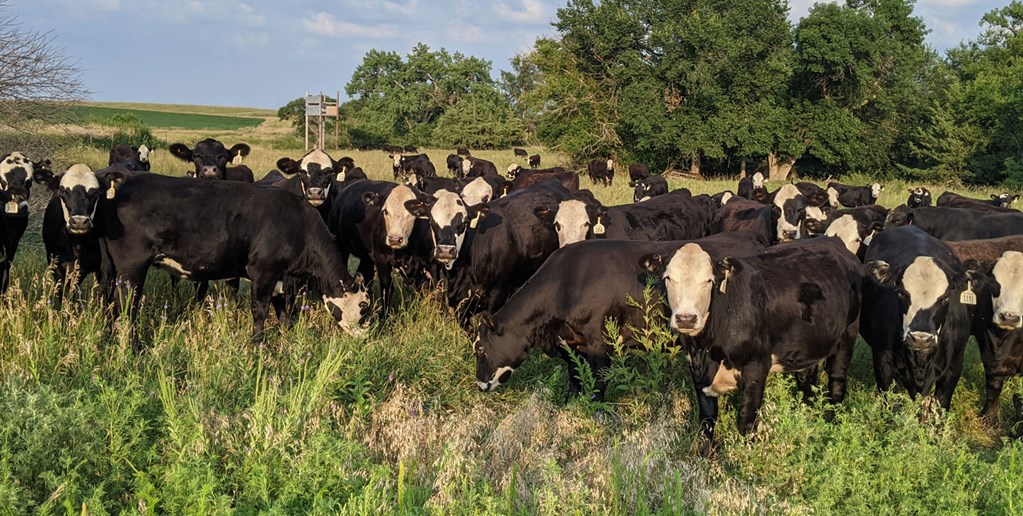 Cattle Range Listing Photo