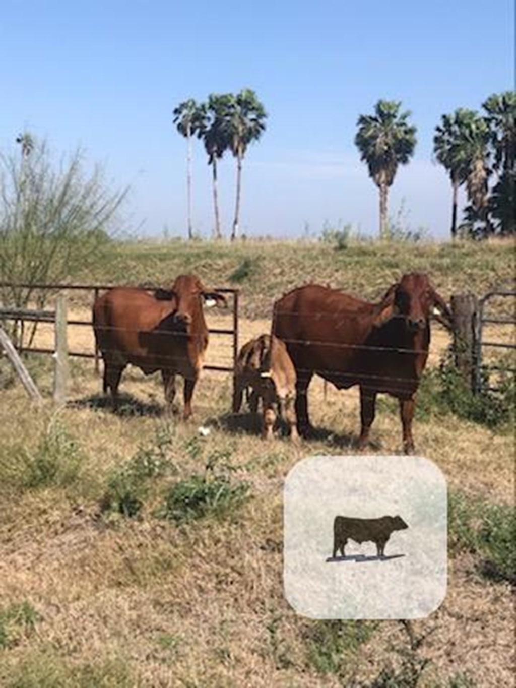 Cattle Range Listing Photo