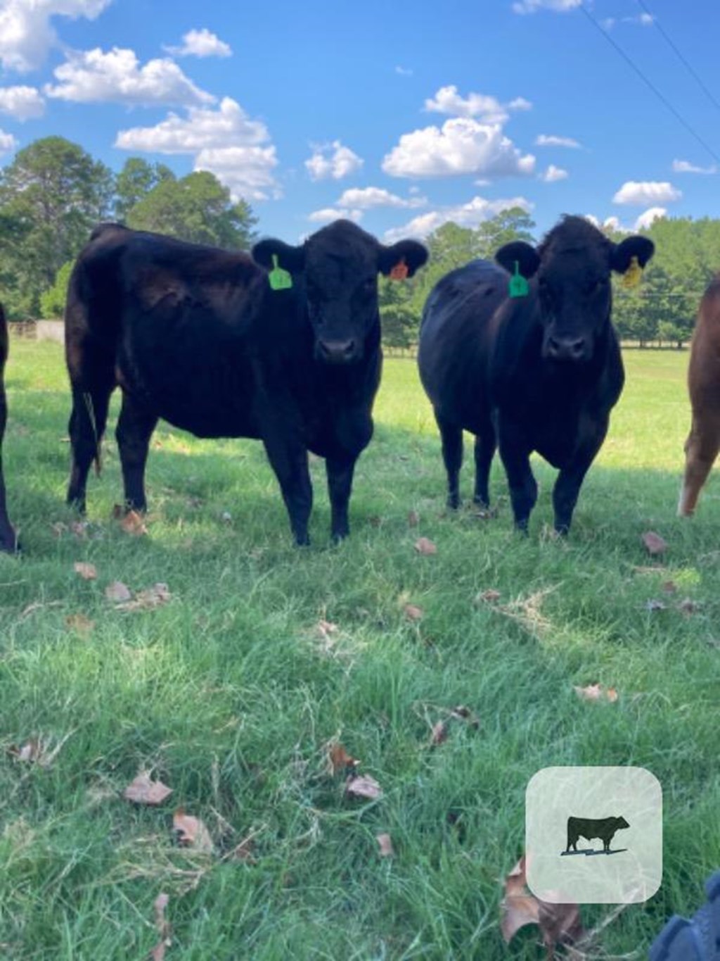 Cattle Range Listing Photo
