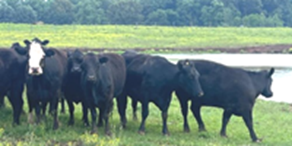 Listings Cattle Range