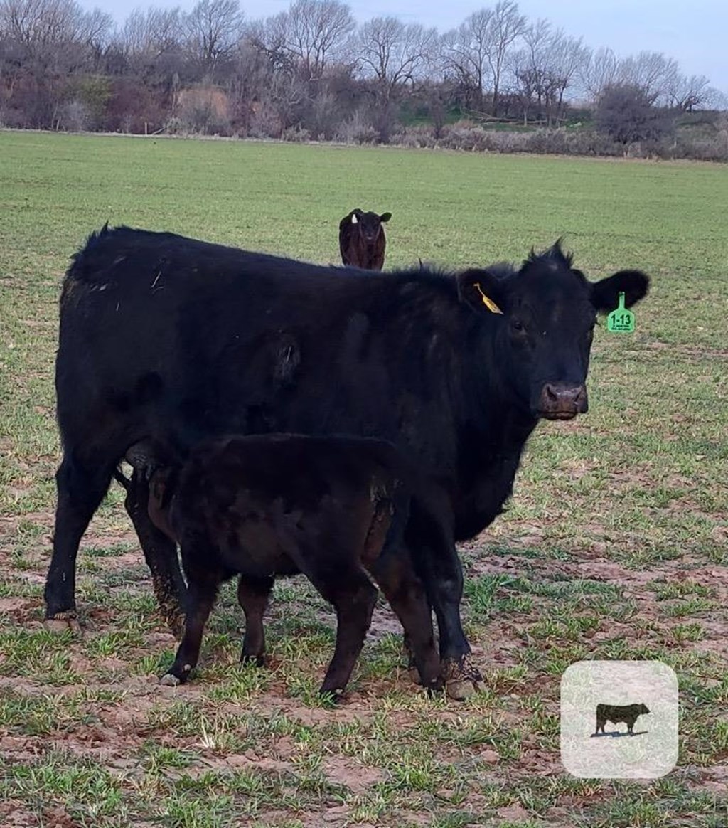 Cattle Range Listing Photo