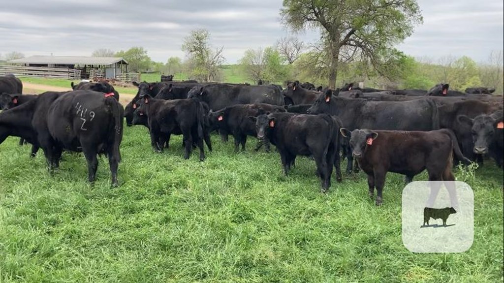 Cattle Range Listing Photo