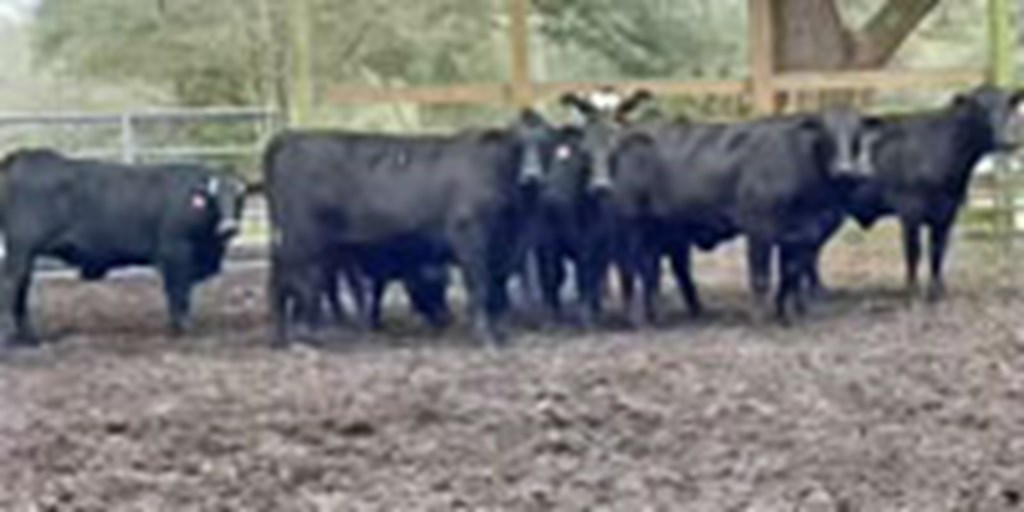 50 Angus/Brangus & Crossbred Bred Heifers... Northern FL