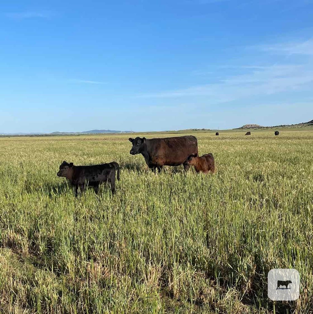 Cattle Range Listing Photo