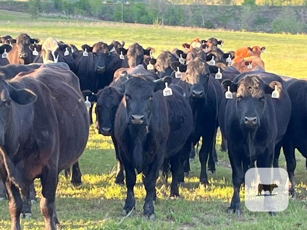 Cattle Range Listing Photo