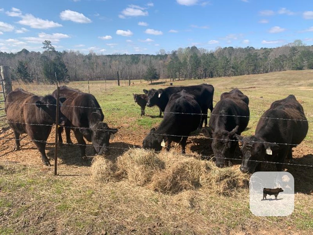 Cattle Range Listing Photo