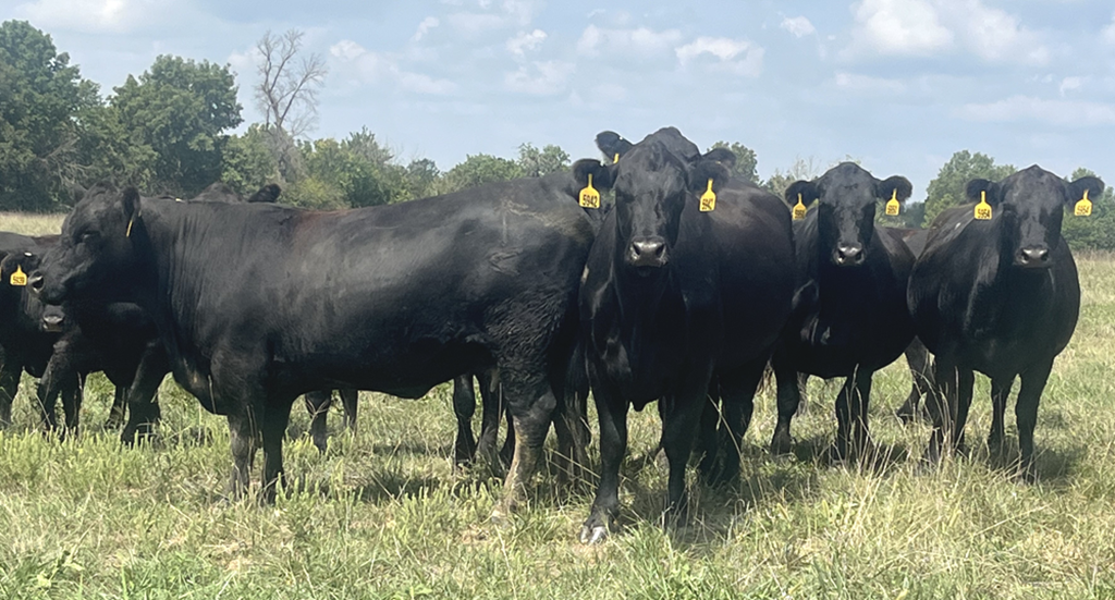 History of the Hog Industry shows how to Save the Cattle Industry