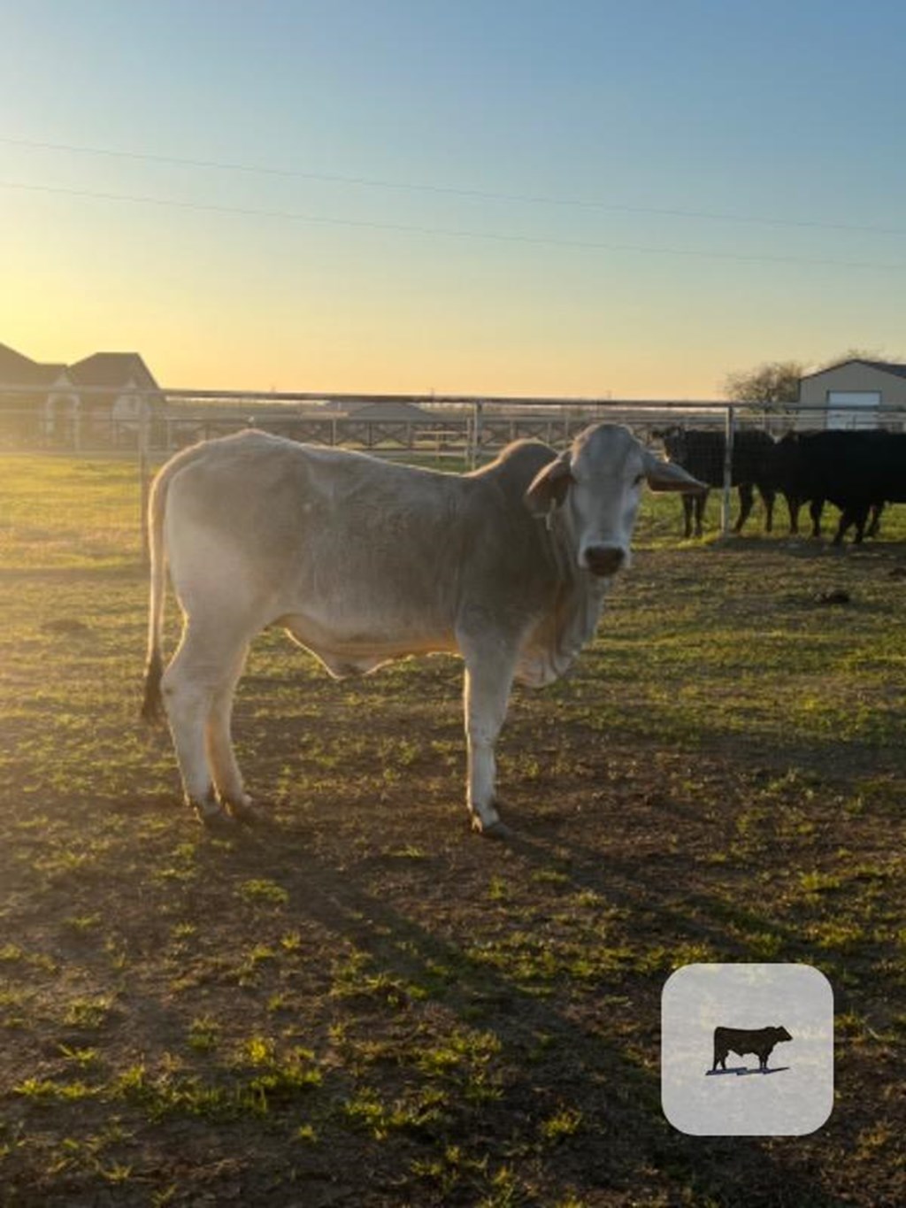 Cattle Range Listing Photo