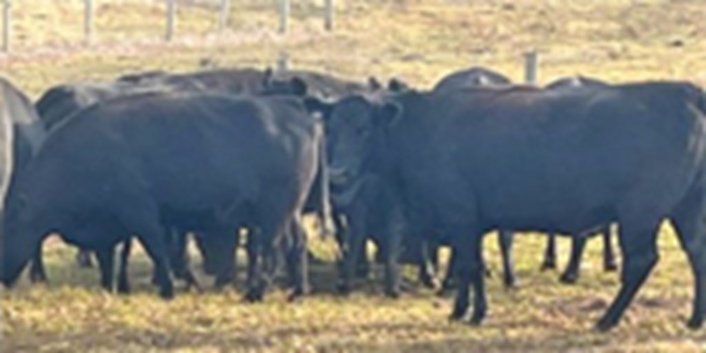 40 Angus/SimAngus Cows... S. Central IN
